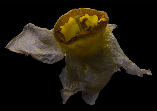 Desire Like a Daffodil 2