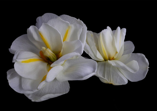 Daffodils 3