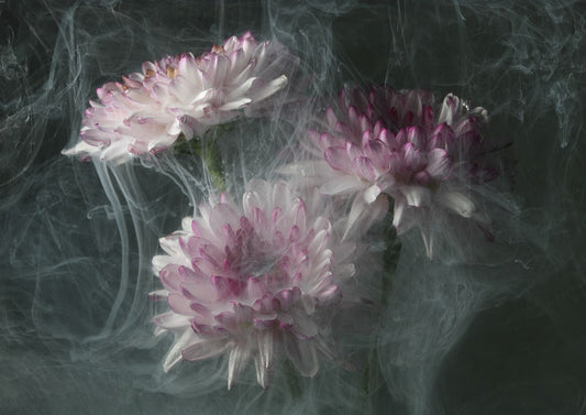 Transience 4