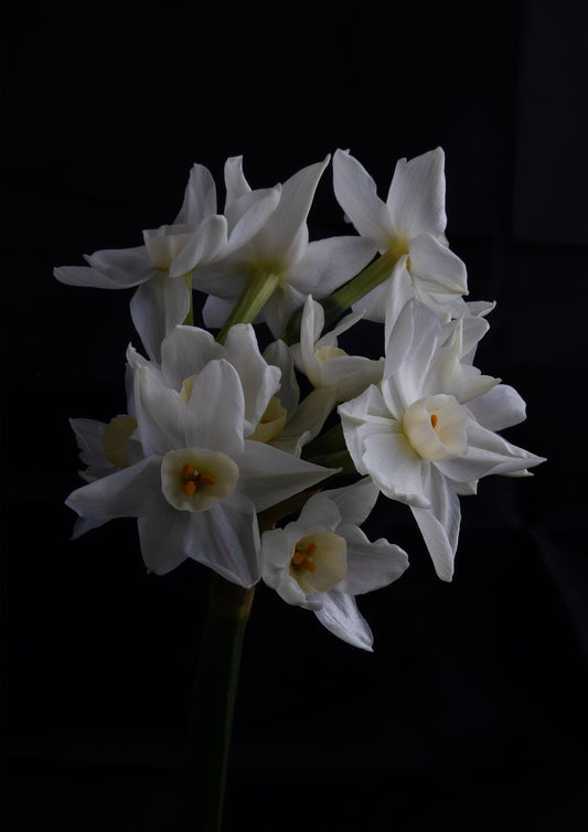 Daffodils 1