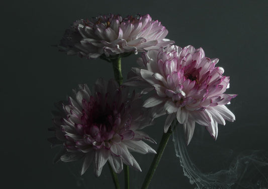 Transience 5