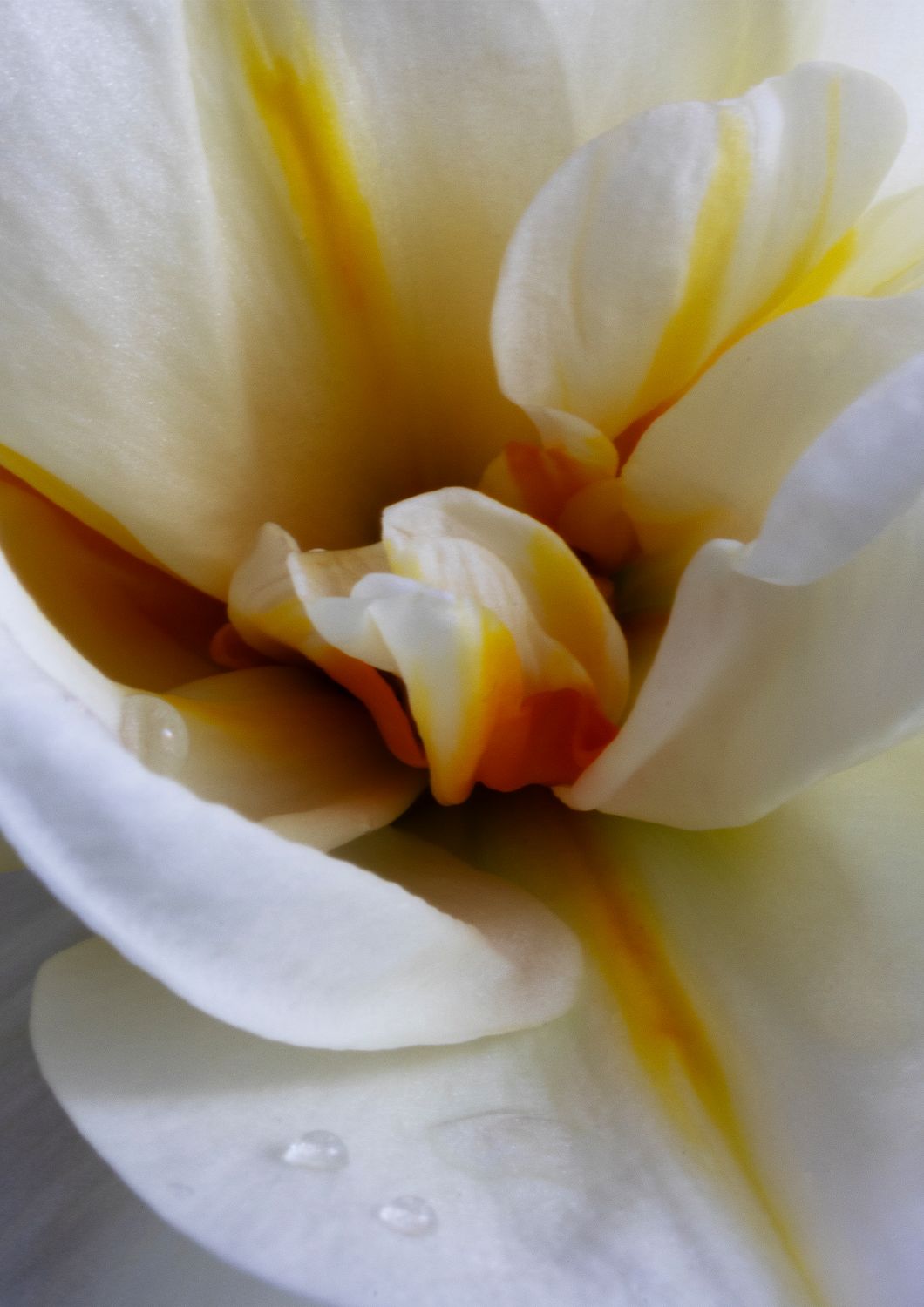 Desire Like a Daffodil 6
