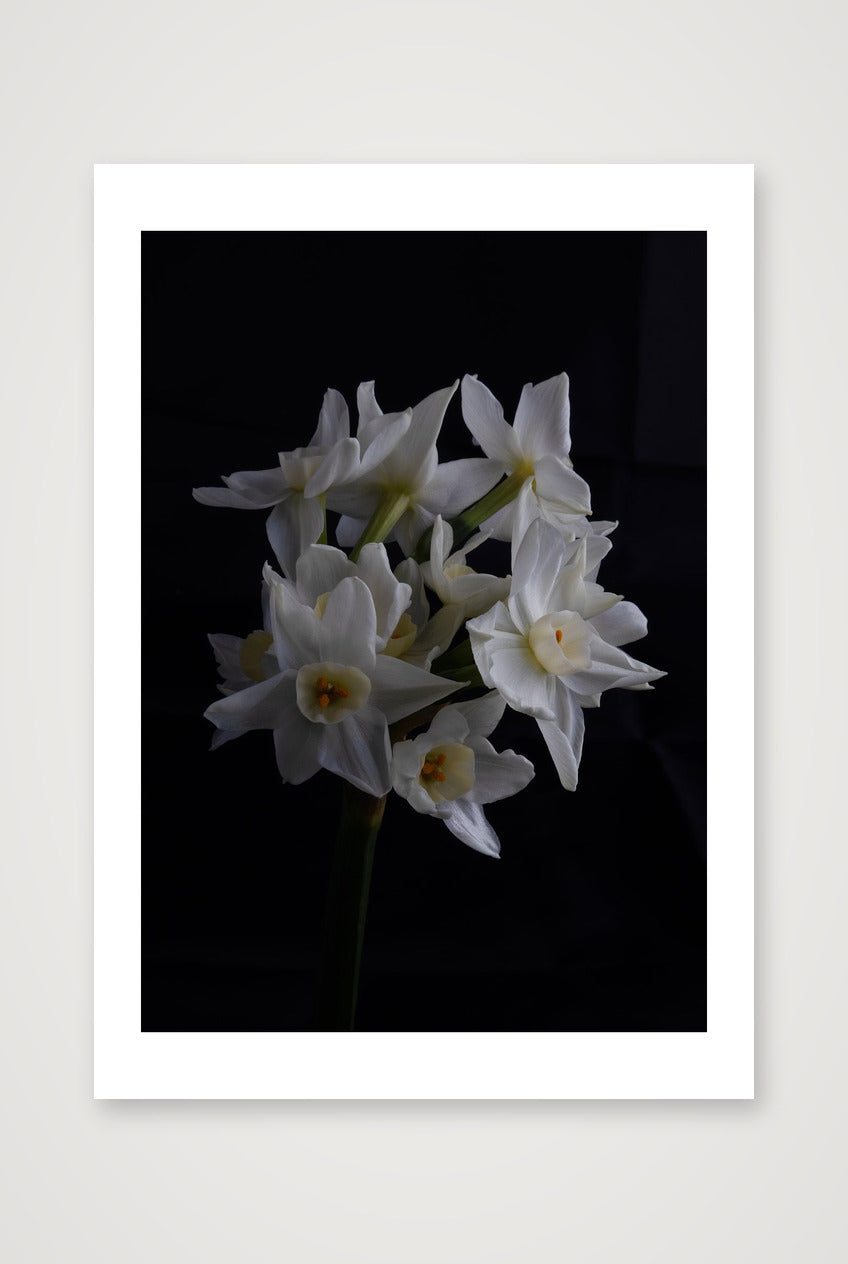 Daffodils 1 — A4 (8×12") Print only