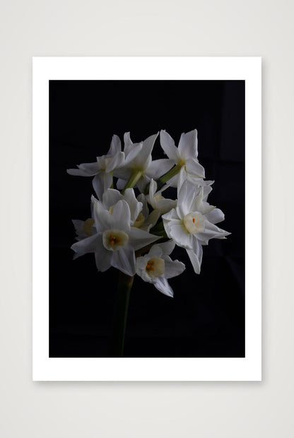 Daffodils 1 — A4 (8×12") Print only