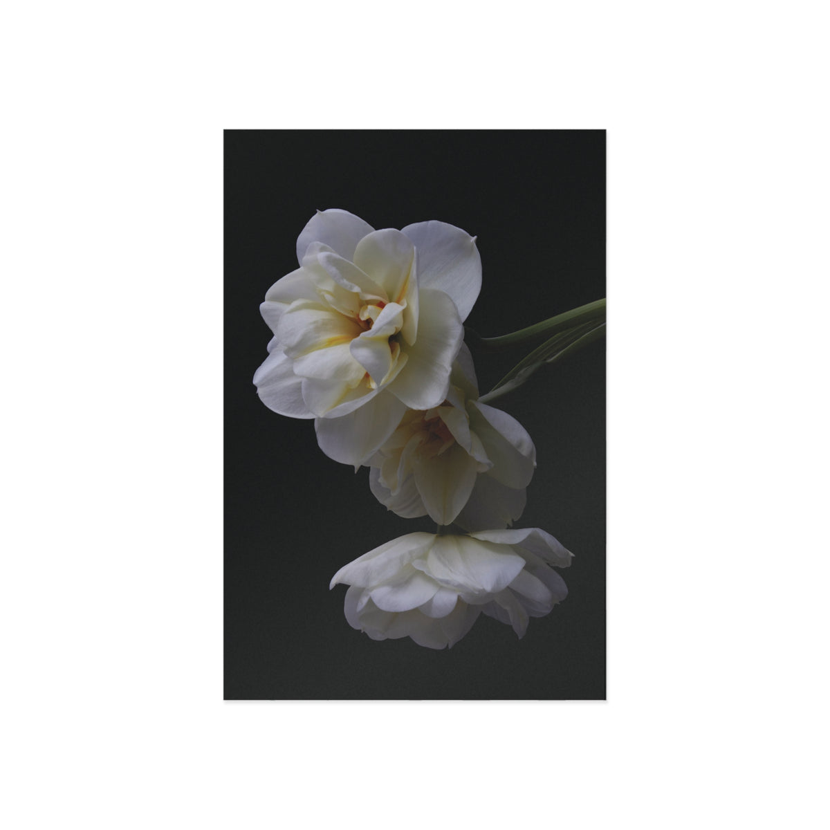 Daffodils 4 Giclée Postcard