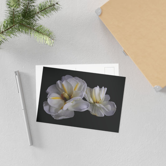 Daffodils 3 Giclée Postcard