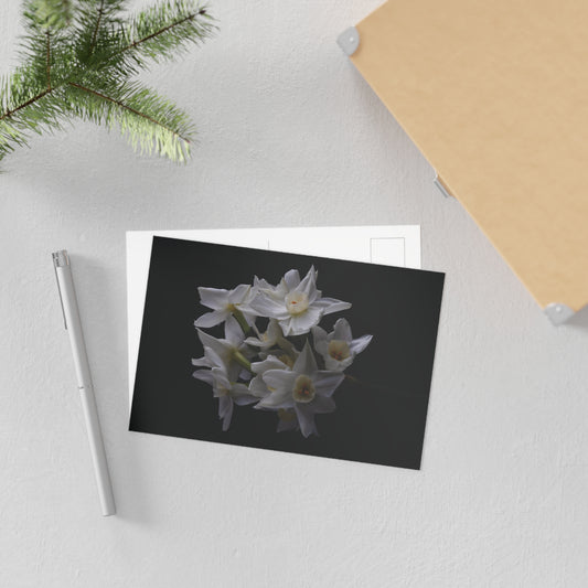 Daffodils 1 Giclée Postcard