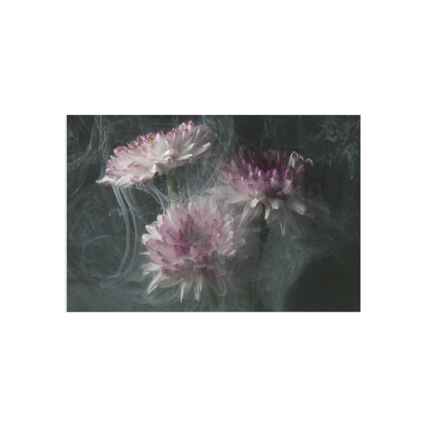 Transience 4 Giclée Postcard