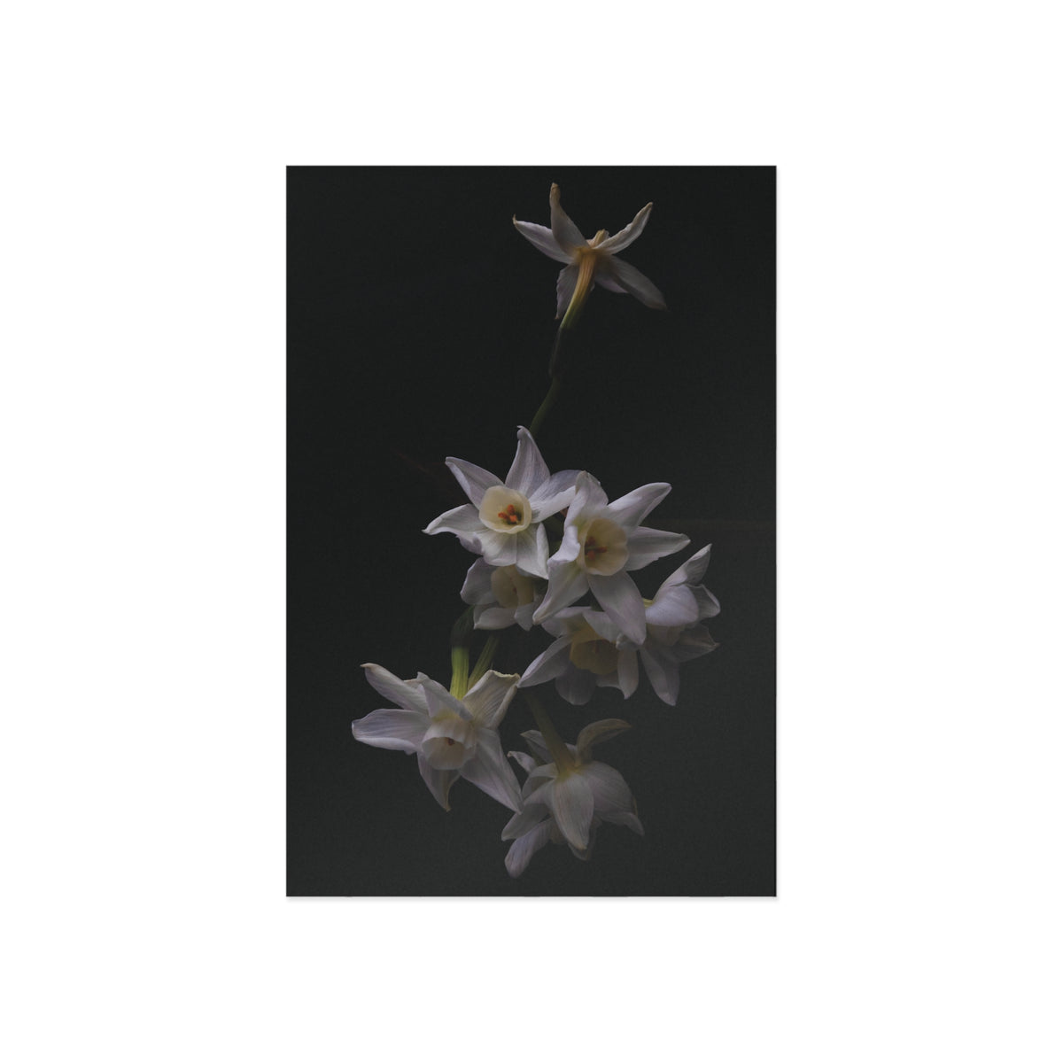 Daffodils 2 Giclée Postcard