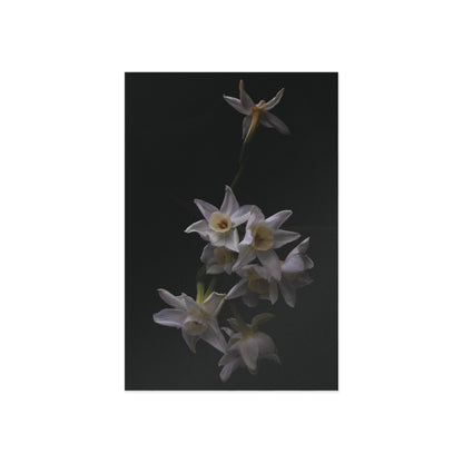 Daffodils 2 Giclée Postcard