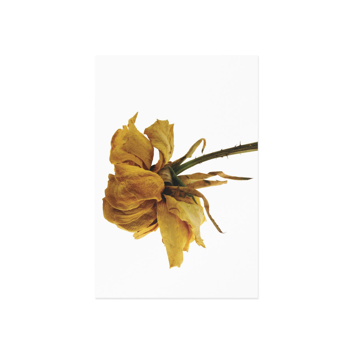 Transience 3 Giclée Postcard
