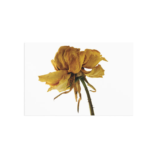 Transience 3 Giclée Postcard