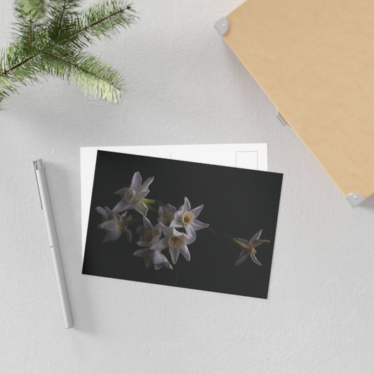 Daffodils 2 Giclée Postcard