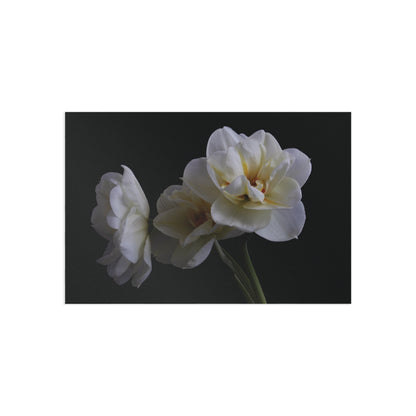 Daffodils 4 Giclée Postcard