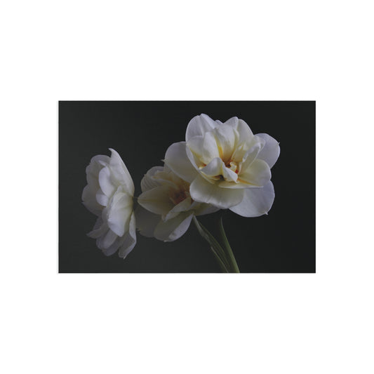 Daffodils 4 Giclée Postcard