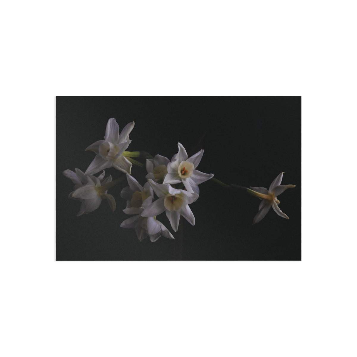 Daffodils 2 Giclée Postcard