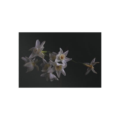 Daffodils 2 Giclée Postcard