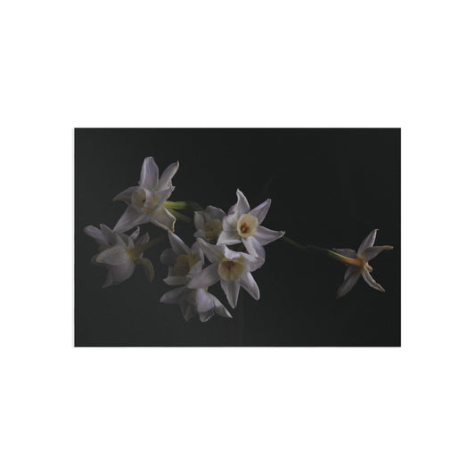 Daffodils 2 Giclée Postcard
