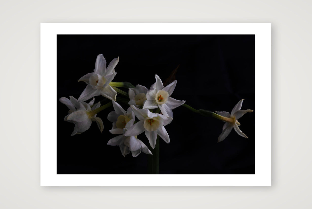 Daffodils 2 — A3 (17×12") Print only