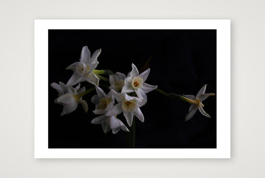 Daffodils 2 — A3 (17×12") Print only