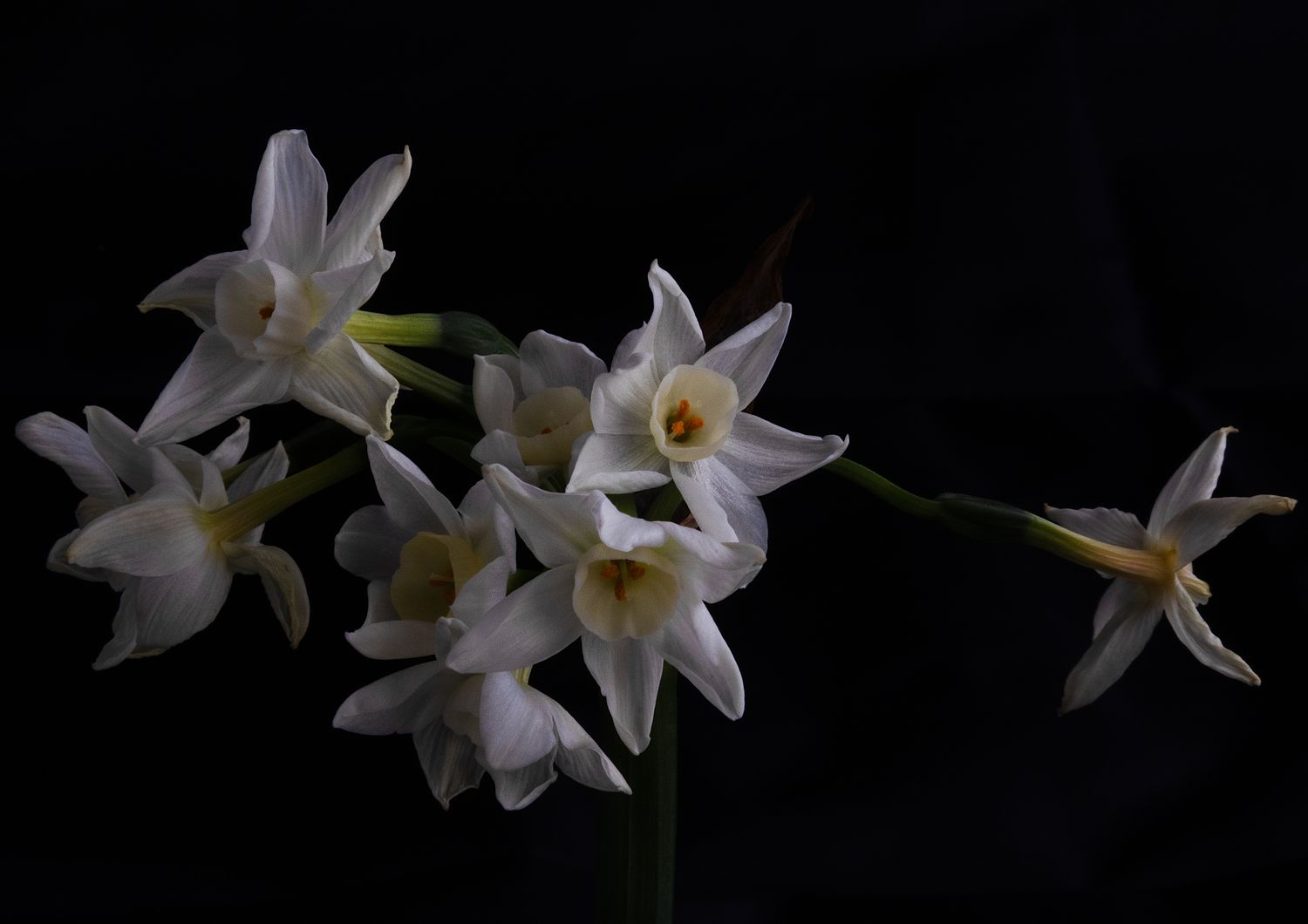 Daffodils 2
