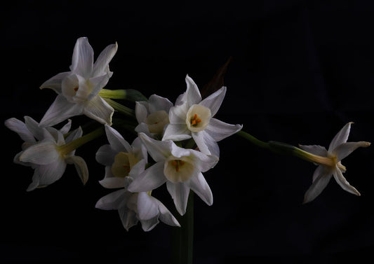 Daffodils 2