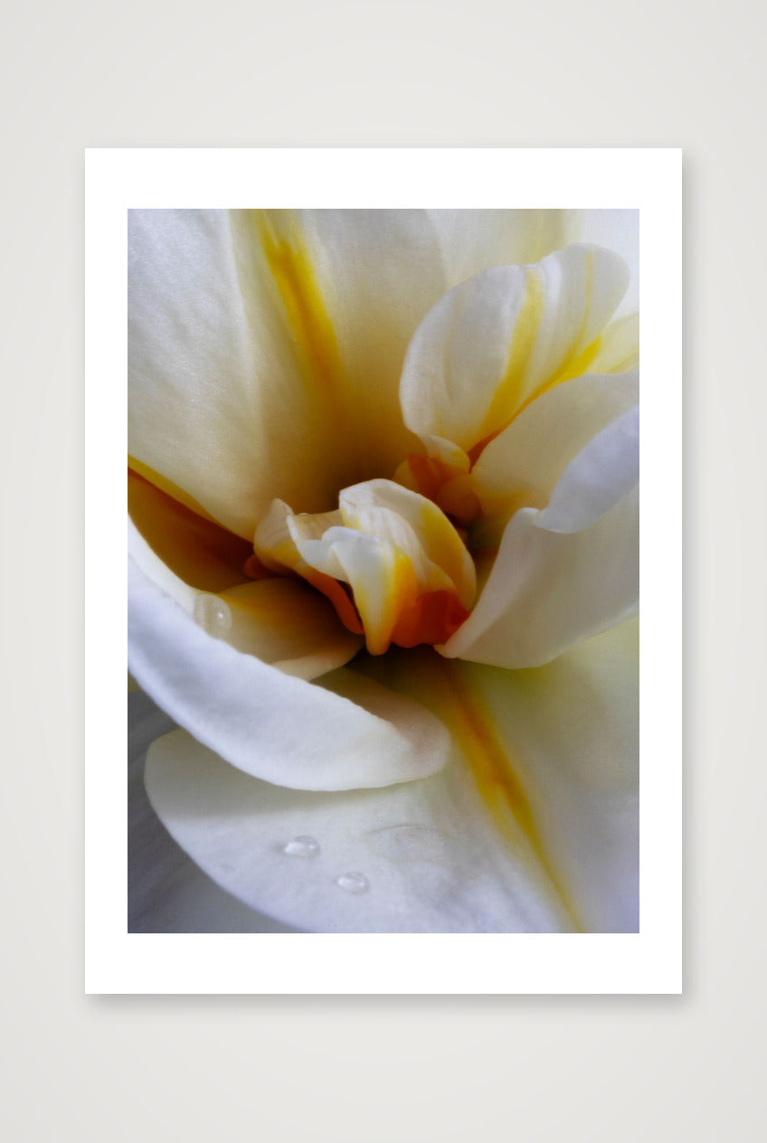 Desire Like a Daffodil 6 — A4 (8×12") Print only