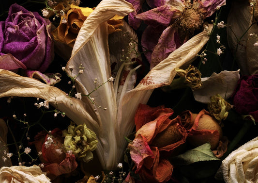 Transience 1
