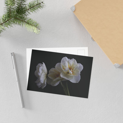 Daffodils 4 Giclée Postcard