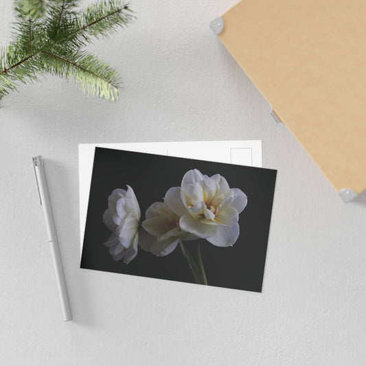 Daffodils 4 Giclée Postcard
