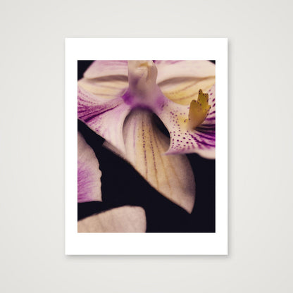 pearl 1 — 24×31" Print only