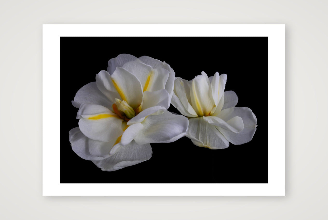 Daffodils 3 — 12×8" Print only