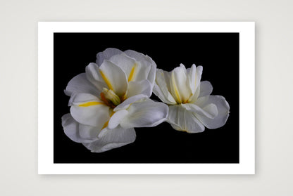 Daffodils 3 — 12×8" Print only