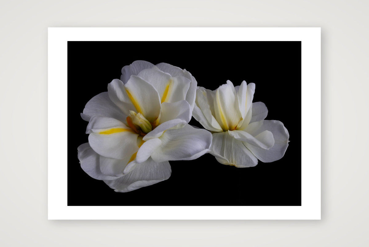 Daffodils 3 — A4 (12×8") Print only