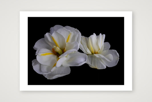 Daffodils 3 — A4 (12×8") Print only