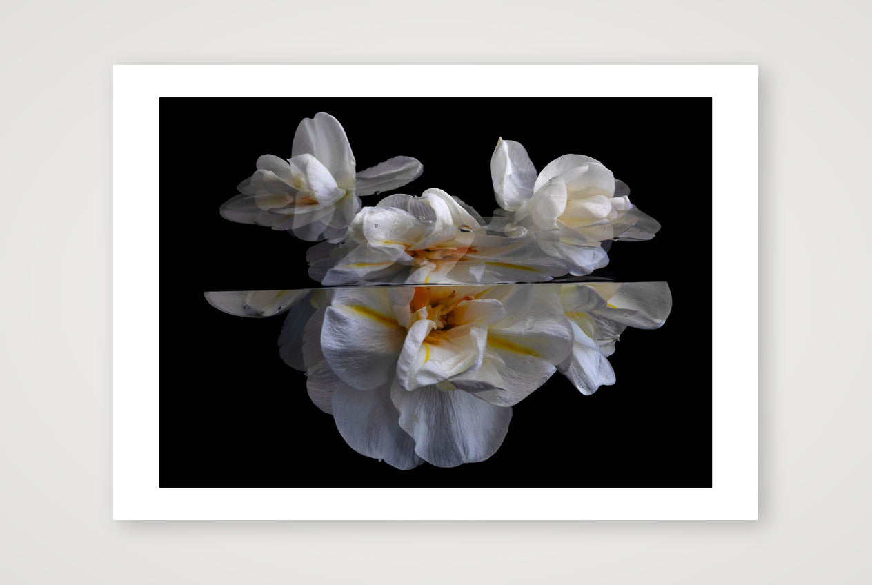 Daffodils 5 — 12×8" Print only