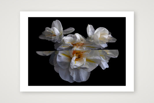 Daffodils 5 — A4 (12×8") Print only