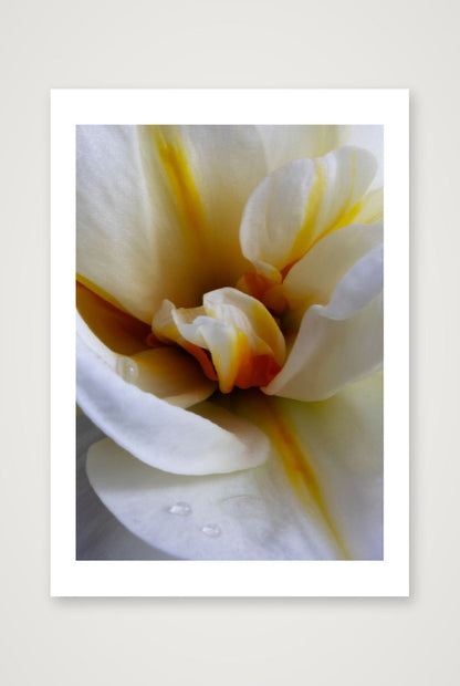 Desire Like a Daffodil 6 — A3 (12×17") Print only