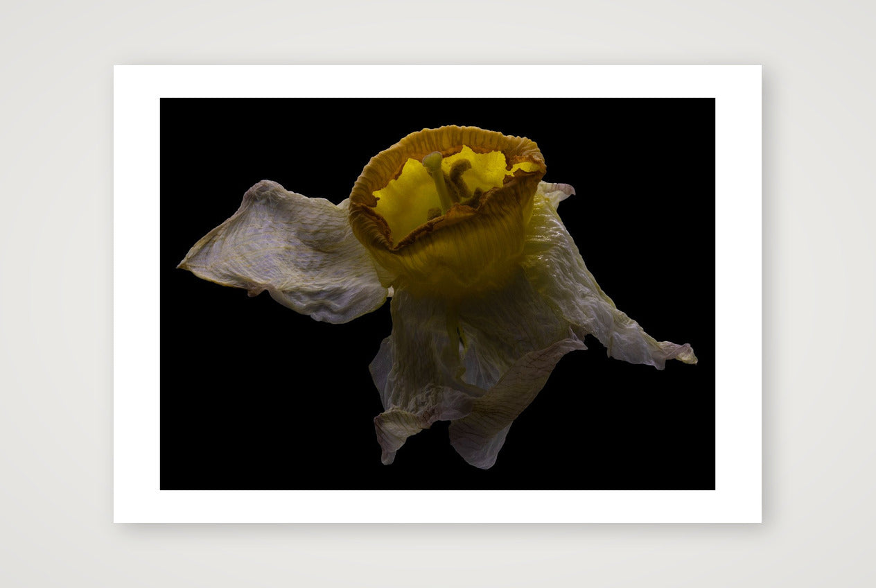 Desire Like a Daffodil 2 — A4 (12×8") Print only