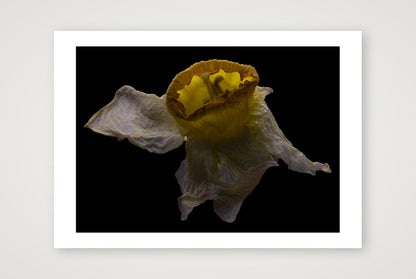 Desire Like a Daffodil 2 — A4 (12×8") Print only