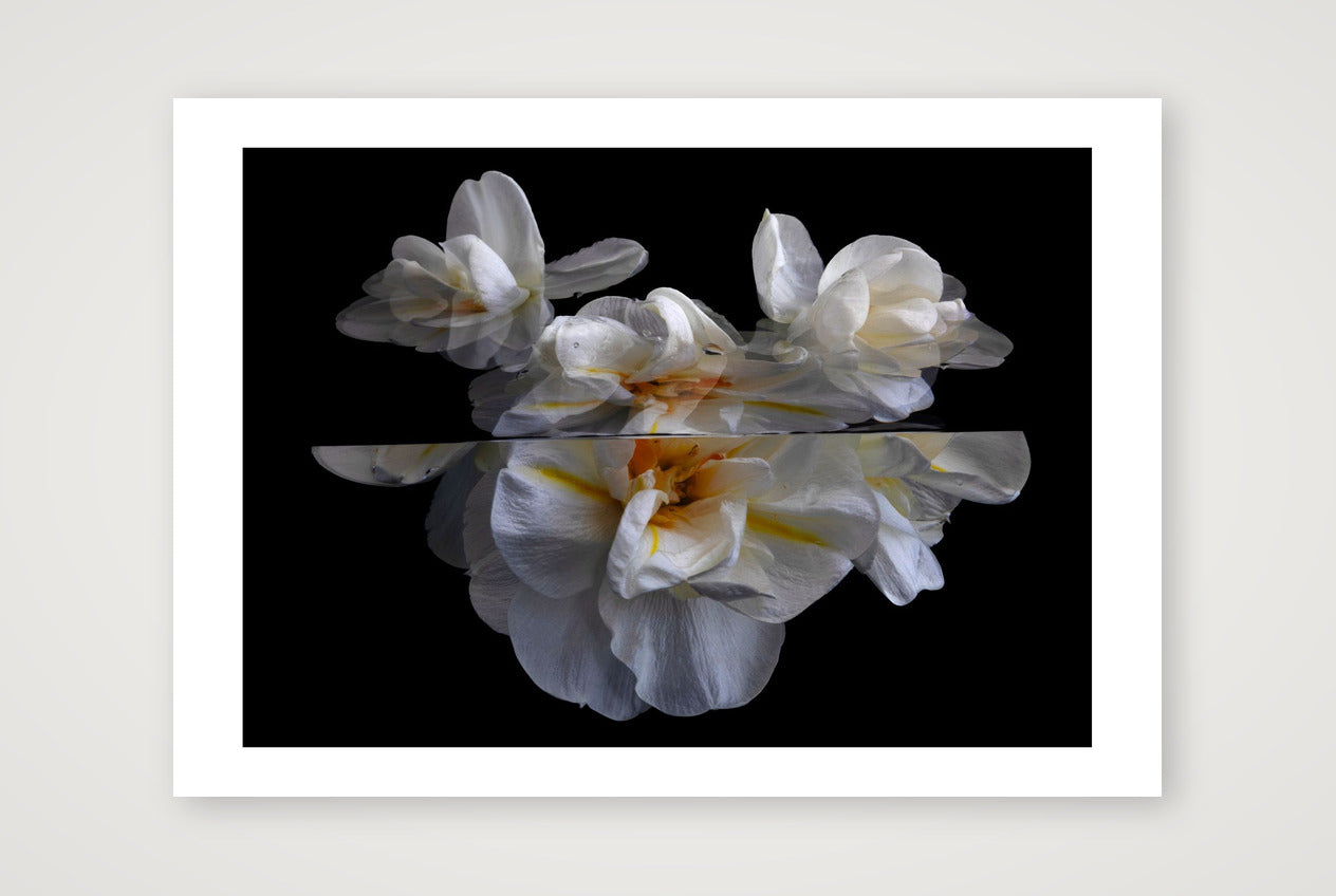 Daffodils 5 — 17×12" Print only