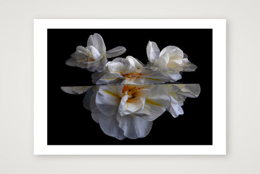 Daffodils 5 — 17×12" Print only