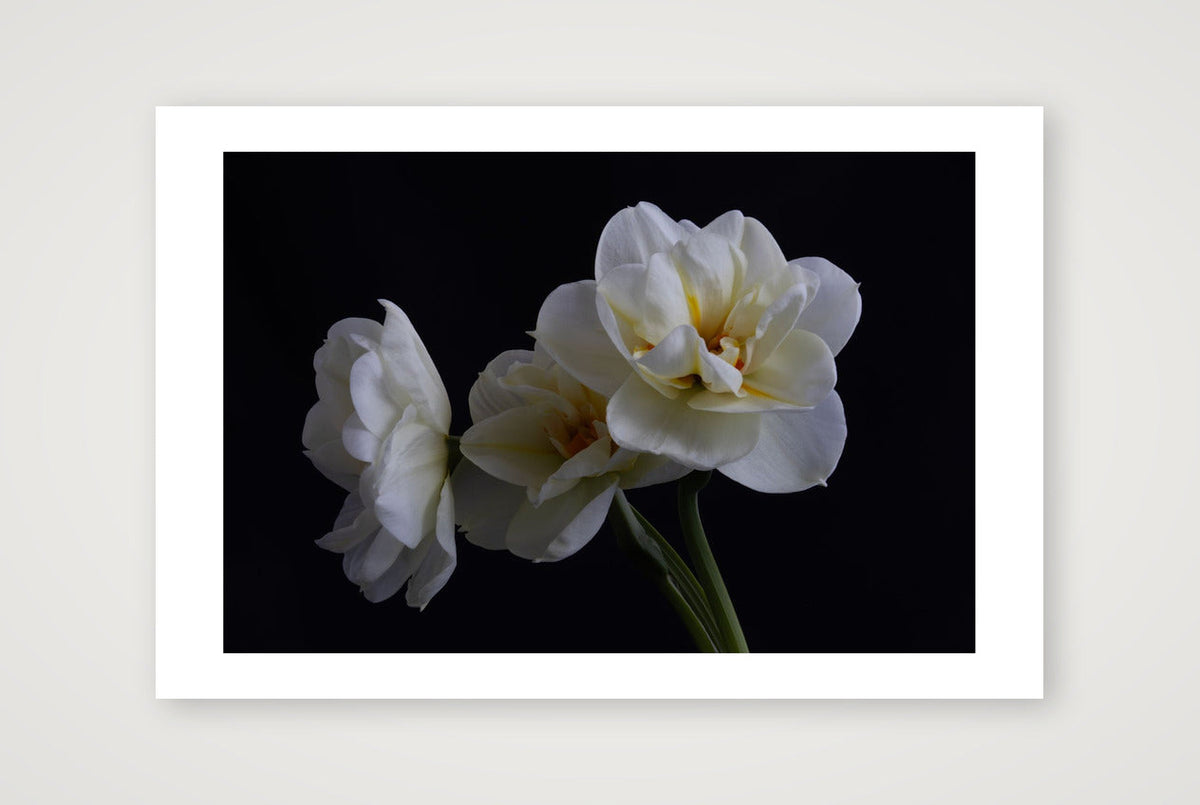 Daffodils 4 — 18×12" Print only