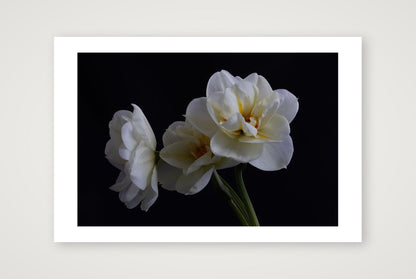 Daffodils 4 — 18×12" Print only
