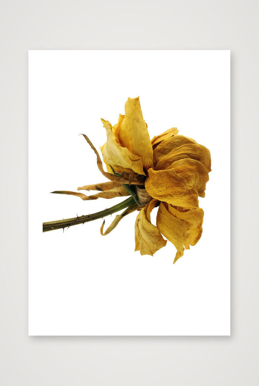 Transience 3 — A3 (12×17") Print only