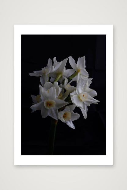 Daffodils 1 — A3 (12×17") Print only
