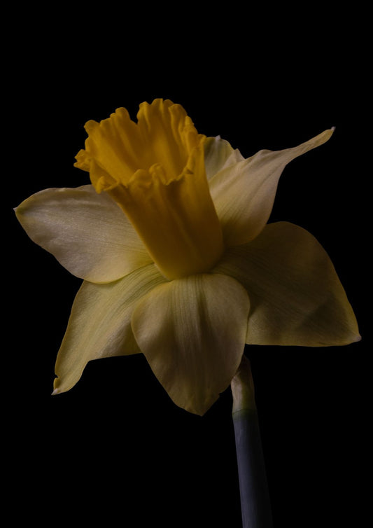 Desire Like a Daffodil 4