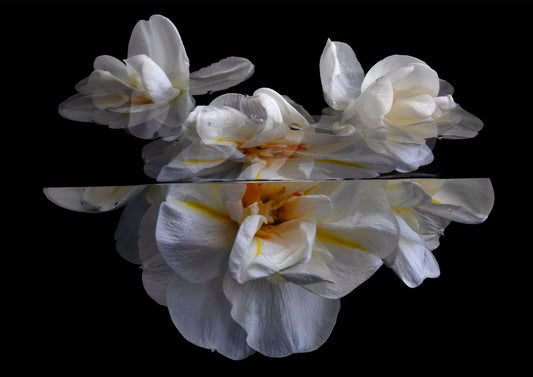 Daffodils 5