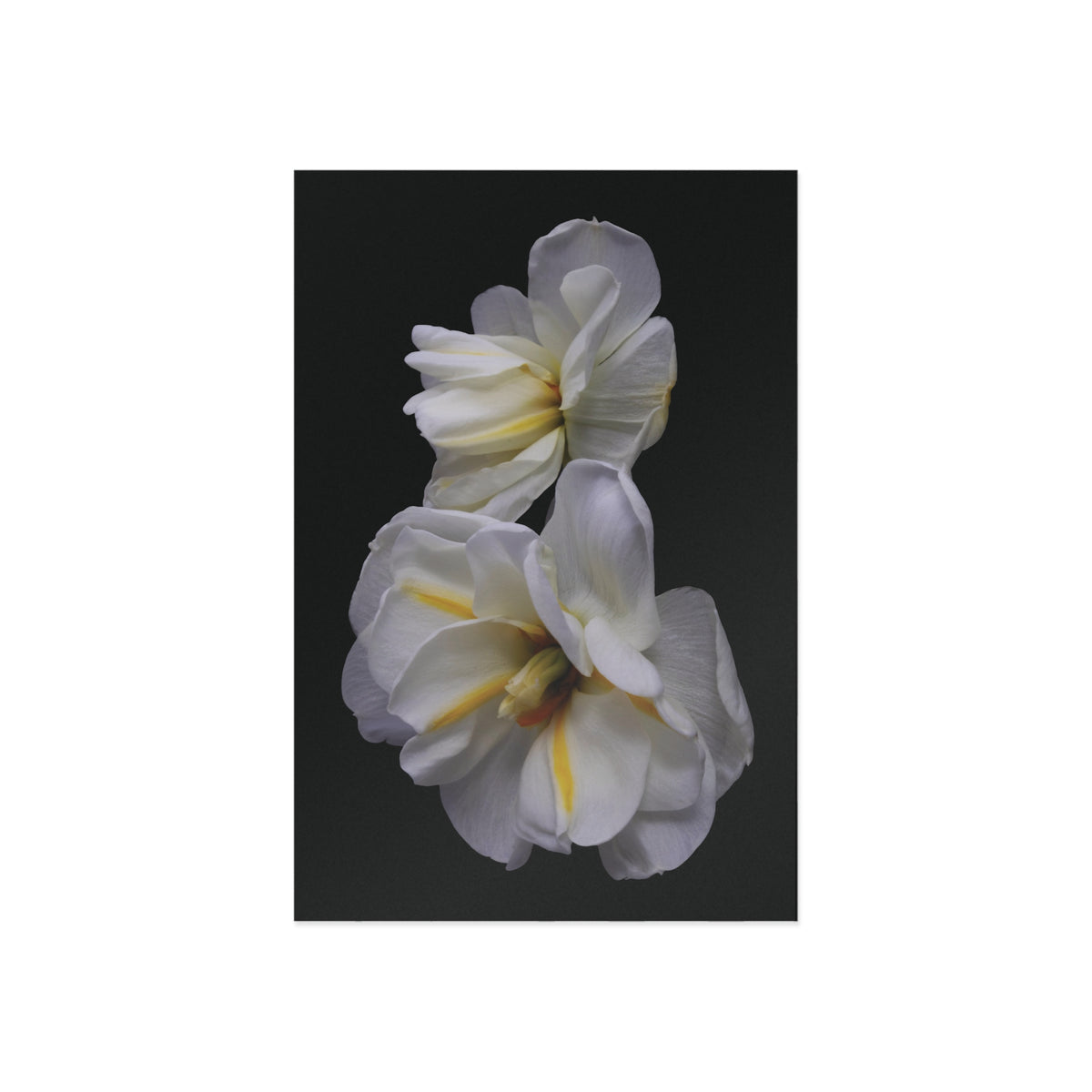 Daffodils 3 Giclée Postcard