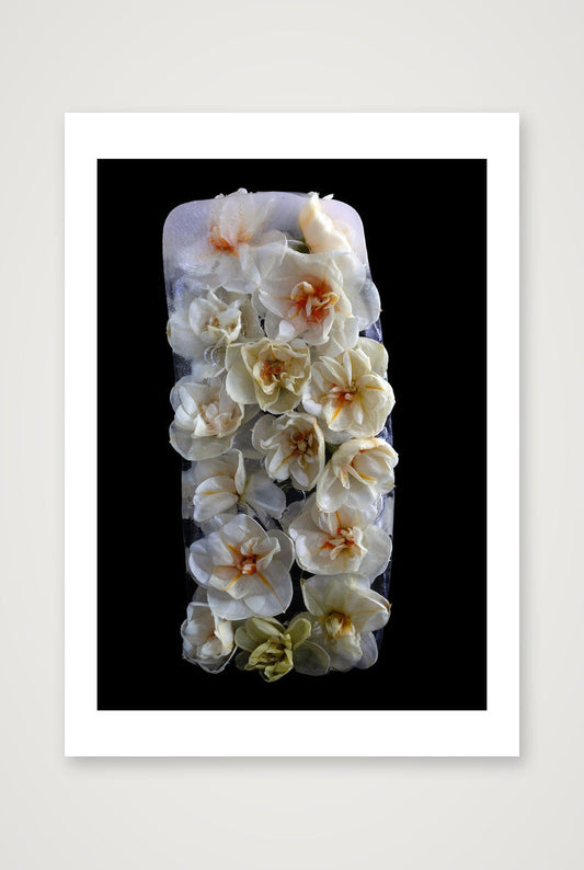 Desire Like a Daffodil 5 — A4 (8×12") Print only